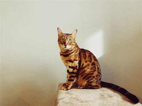 The ins and outs of Bengal cat care