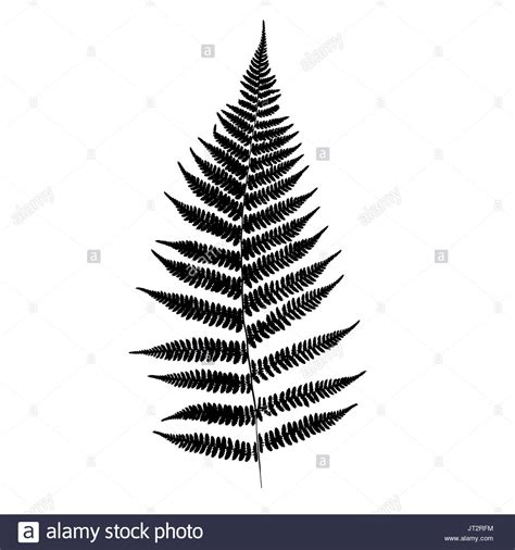 Fern leaf silhouette. Vector illustration Stock Photo - Alamy