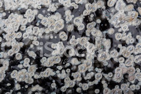 Obsidian Volcanic Glass Rock Specimen stock photos - FreeImages.com