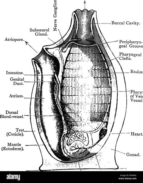 . Elementary text-book of zoology. ASCIDIA. 289 An incision will reveal ...