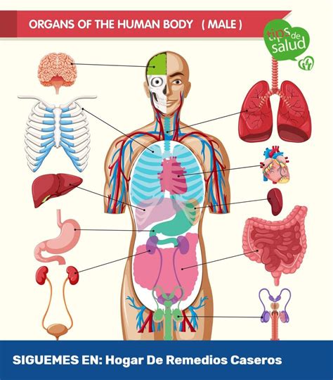 Organs of the human body (Male) | Human body organs, Human body systems ...