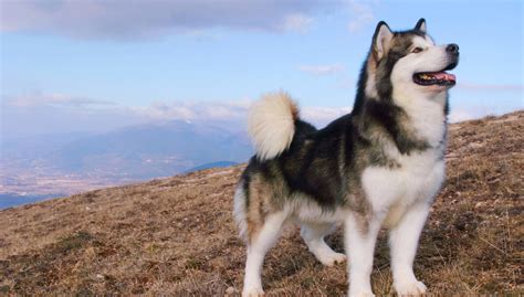 The 9 Best Dog Breeds for Cold Weather - Orvis News