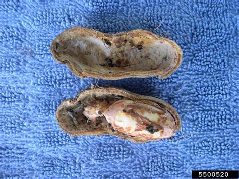 Peanut (groundnut) | Diseases and Pests, Description, Uses, Propagation