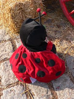 Sitting ladybug | Eyeing the wooden wagon wheel as a possibl… | Flickr