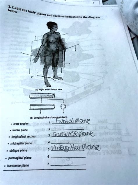 SOLVED: Below are the corrected texts: 2. Label the body planes: - Cross-section - Frontal plane ...