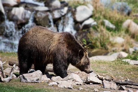 Medvěd grizzly - hnědý symbol severoamerické divočiny