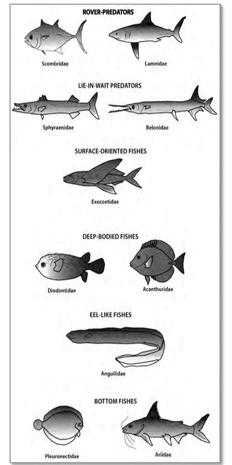 2 General types of fish morphology (classification from Cech and Moyle... | Download Scientific ...