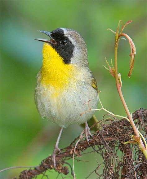 Common Yellowthroat Male And Female