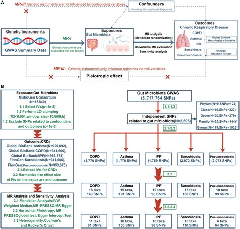 Frontiers | The associations between gut microbiota and chronic respiratory diseases: a ...