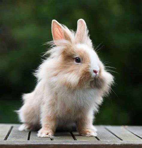 Bunny Names - All The Best Rabbit Names In One Place