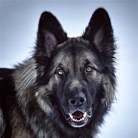 Shiloh Shepherd Dog Facts - Wisdom Panel™ Dog Breeds