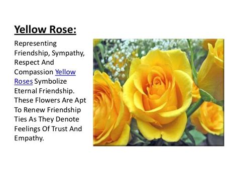 Pin on Flowers and Plants So Pretty! | Yellow rose meaning, Flower meanings, Yellow roses