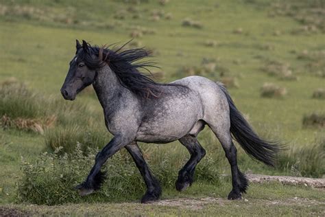 Dales Pony | Alle Infos im Rasseporträt | herz-fuer-tiere.de