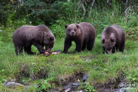 2020 Alaska Grizzly Bears - Gary Randall