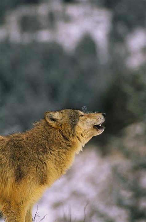 Wolf Howling in Snow stock photo. Image of wild, background - 8827270