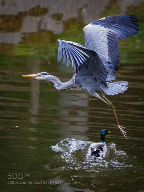 Flying Heron | Birds flying, Heron photography, Pet birds