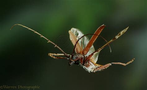 Longhorn beetle in flight photo WP27660