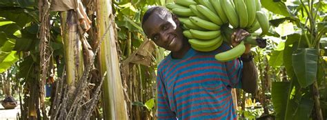 Fairtrade takes big step towards living wages for banana workers worldwide - Fairtrade