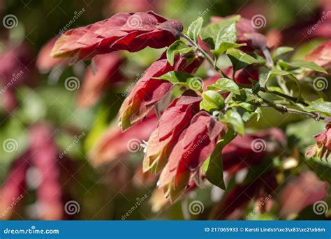 Justicia Brandegeeana, Mexican Shrimp Plant Stock Image - Image of ...