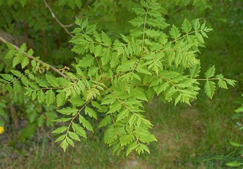 Goldenrain tree | Fragrant Blooms, Ornamental Foliage & Showy Seedpods ...