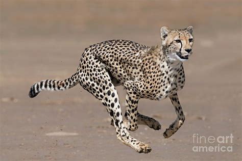 Cheetah Running Photograph by Tony Camacho/science Photo Library - Pixels