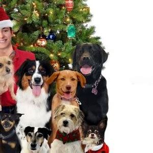 12 Dog Days Till Christmas - Rotten Tomatoes