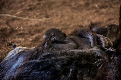 Sleeping Baby Gorilla Photograph by Pamela Schreckengost - Fine Art America