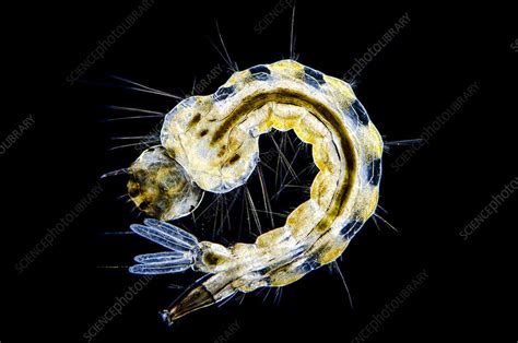 Tiger mosquito larva (A. albopictus), LM - Stock Image - C030/4978 ...