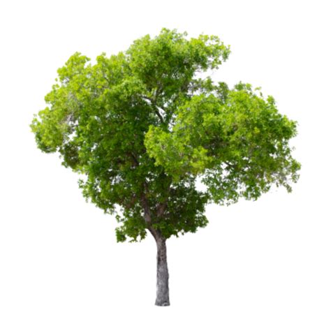 Download High Quality Tree Transparent Background Clip Art Transparent ...