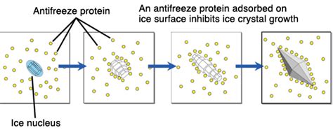 Biotechnology: Antifreeze Proteins