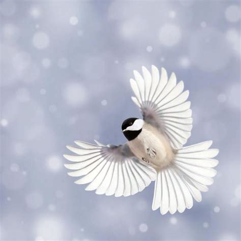 Winter Photography Holiday Decor Bird by RockyTopPrintShop on Etsy