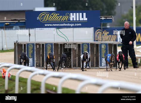 Greyhound Racing - Newcastle Greyhound Stadium Stock Photo - Alamy