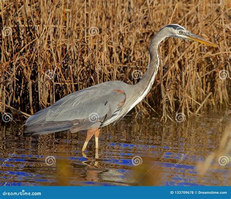 Giant Great Blue heron stock photo. Image of giant, standing - 133709678