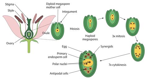 14.1 Gametogenesis – The Science of Plants