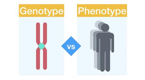 What Are The Genotypes And Phenotypes