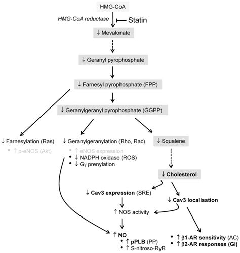 The main cholesterol synthesis pathway is highlighted in grey. The ...