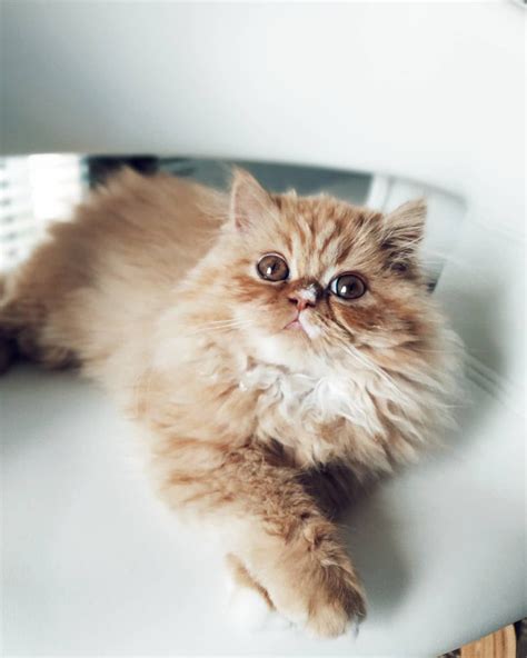 12 Stunning Persian Cats