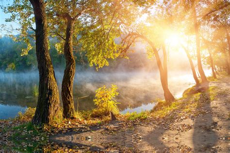 leaves, Landscape, Beautiful, Nature, Sunbeams, Sunlight, Autumn, Trees, Fog, Mist, Sunrise ...