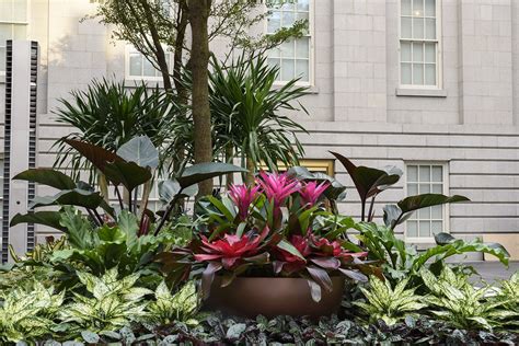 Bromeliads: Wonders of the Tropics and Our Indoor Spaces - Smithsonian ...