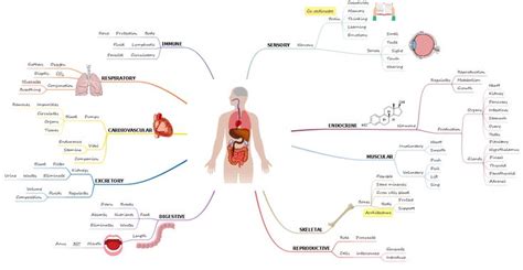 Human Body Anatomy Mind Map | Human body anatomy, Body anatomy, Human body