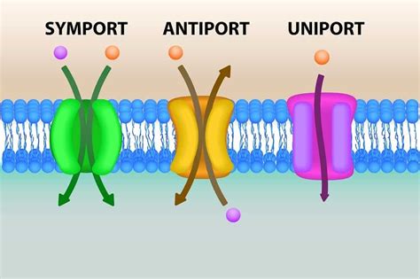 7 Different Types of Active Transport – Nayturr