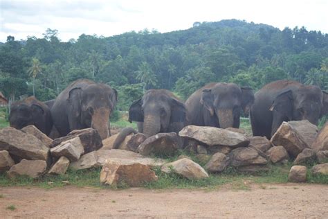 Visit This Elephant Orphanage In Sri Lanka - Traveler Master