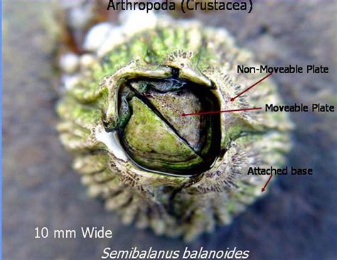 mid intertidal zone