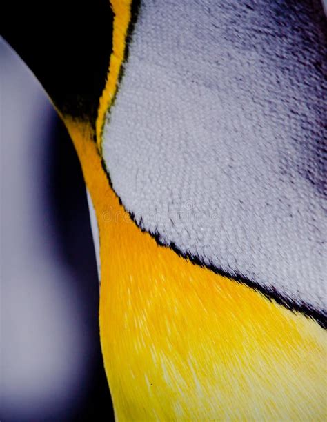 Breeding Colored Feathers of a King Penguin Stock Image - Image of area, exploration: 147783513