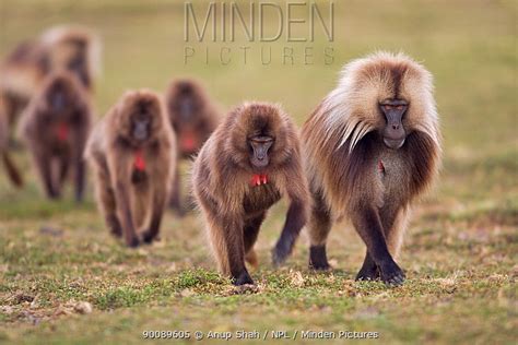 Gelada Baboon stock photo - Minden Pictures