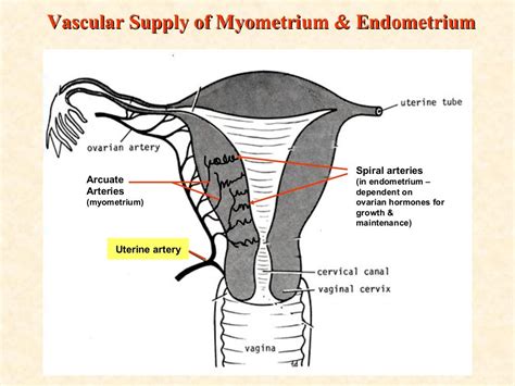 Female Histology