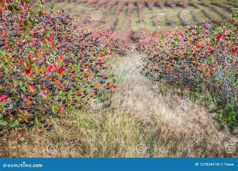 Aronia chokeberries field stock photo. Image of reaping - 127834118