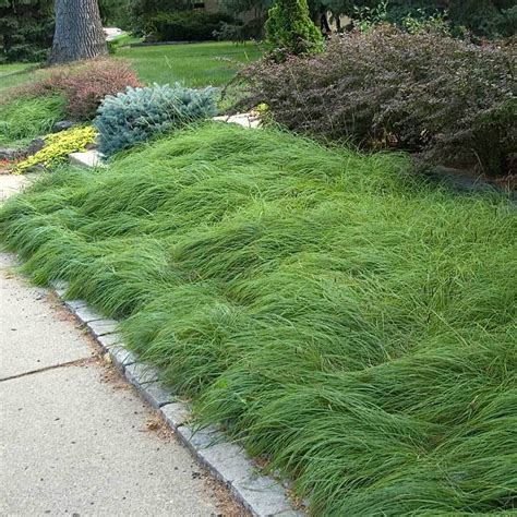 Pennsylvania Sedge | Great Garden Plants