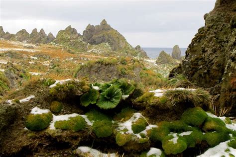 Macquarie Island history: Penguin oil and elephant seal rides - what you might not know about ...