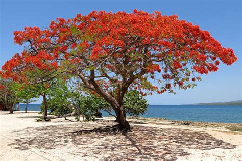 Royal Poinciana Flamboyant Tree delonix Regia Seeds - Etsy